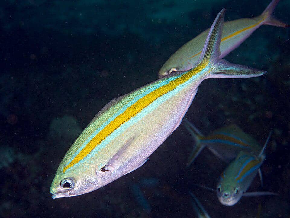 Caesio caerulaurea dengan garis berwarna kuning yang jelas