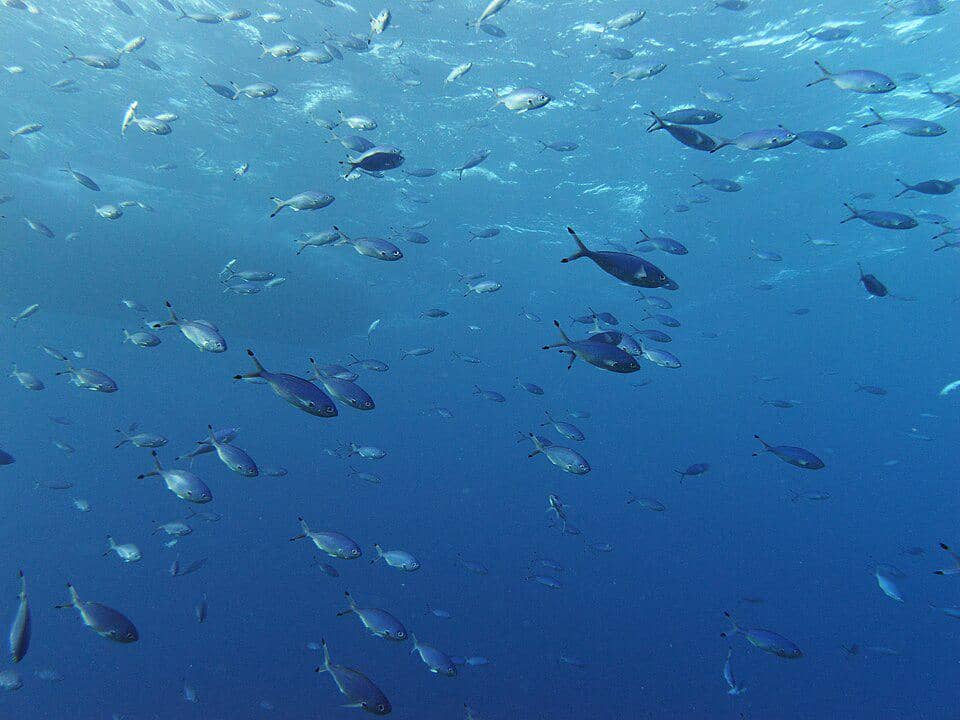 Caesio lunaris yang hidup dalam kelompok besar 