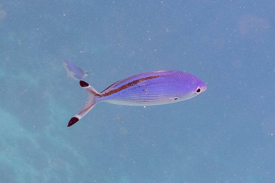 Spesies Caesio suevica