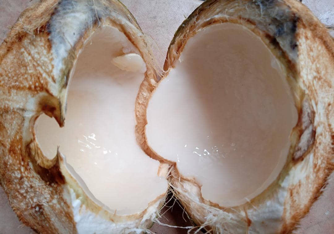 ilustrasi kelapa muda