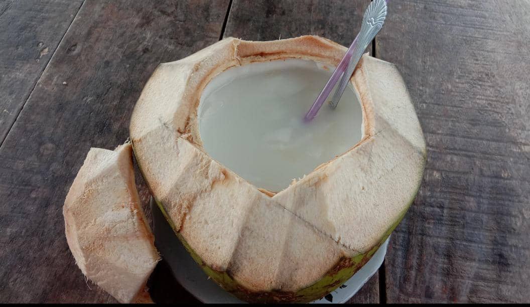 ilustrasi kelapa muda