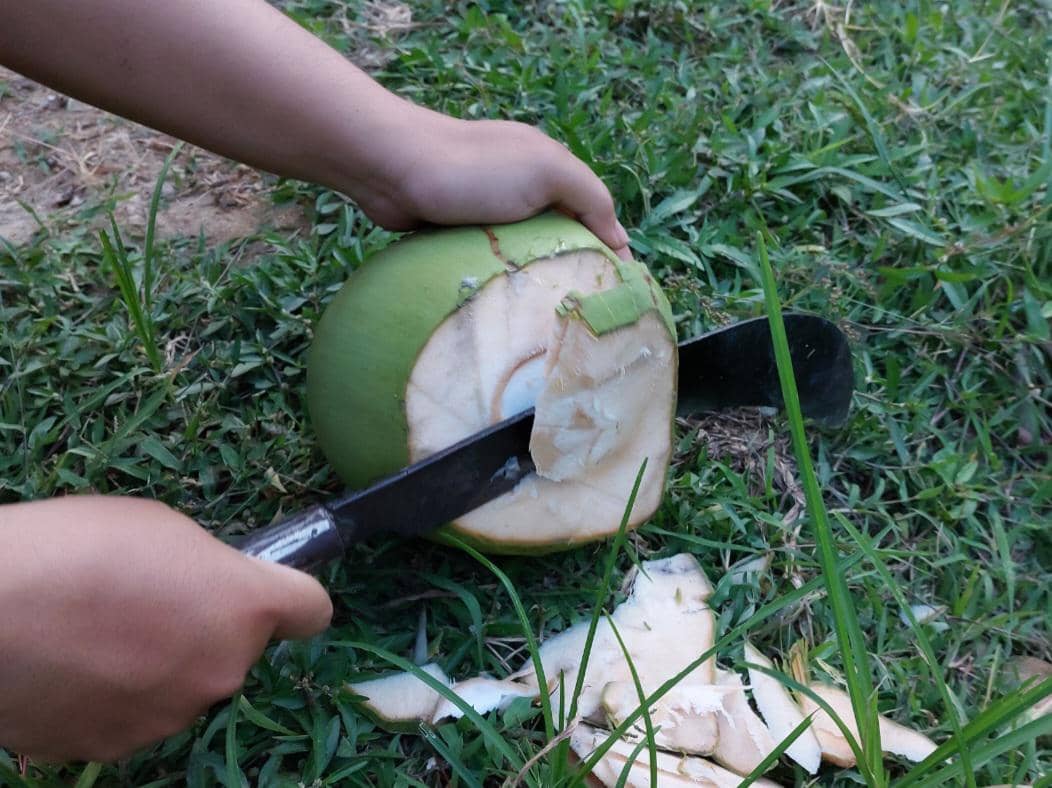 ilustrasi mengupas kelapa