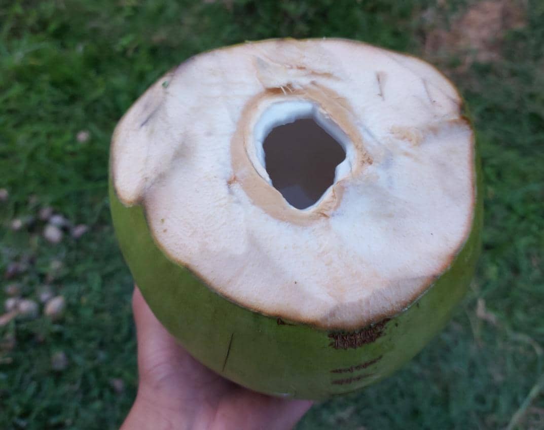 ilustrasi memegang kelapa