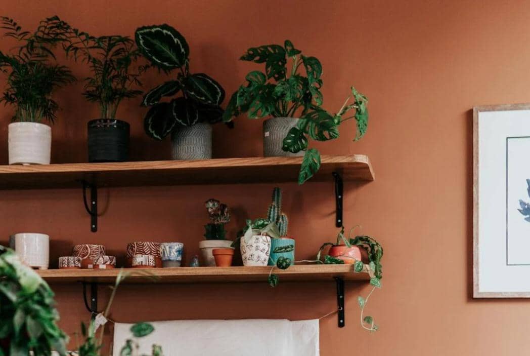 ilustrasi tanaman epitif