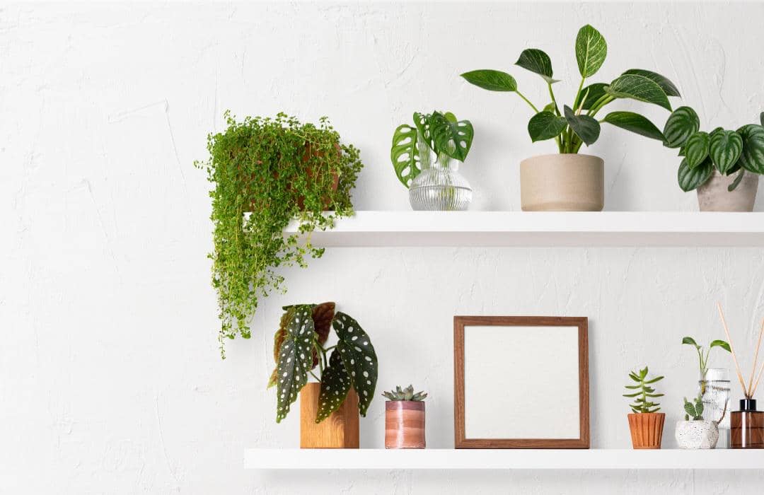 ilustrasi tanaman hias dinding