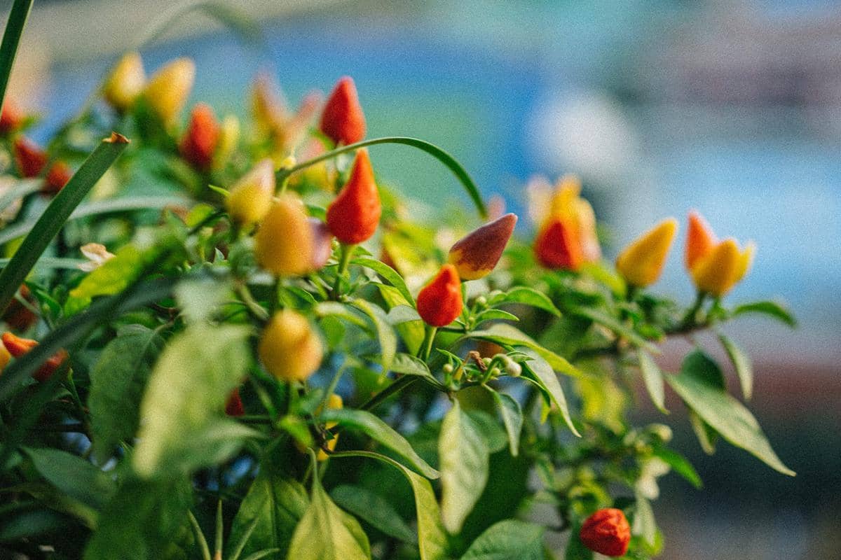 ilustrasi tanaman cabai