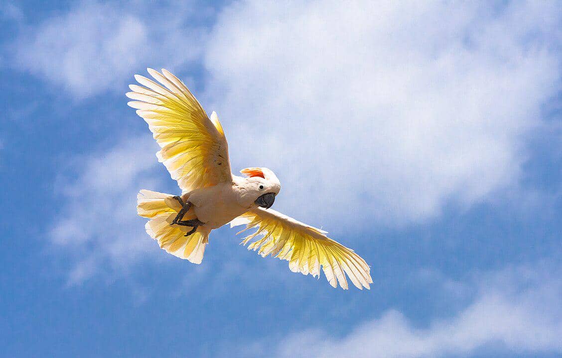 potret kakatua maluku