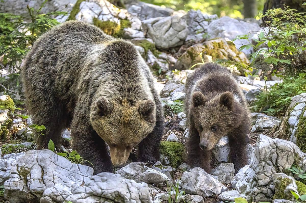 Beruang Cokelat Eurasia 