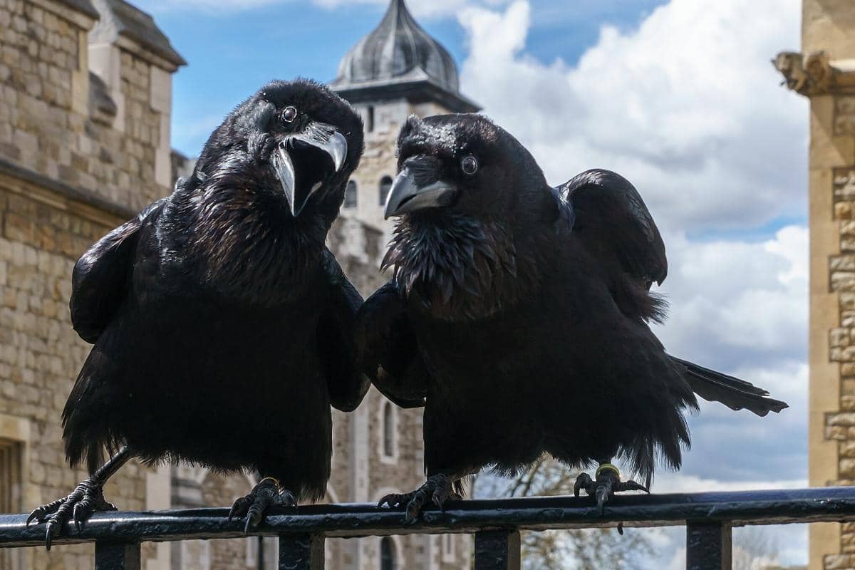 Burung gagak di menara London