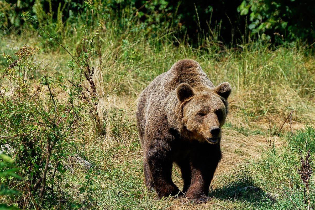 Beruang Cokelat Eurasia 
