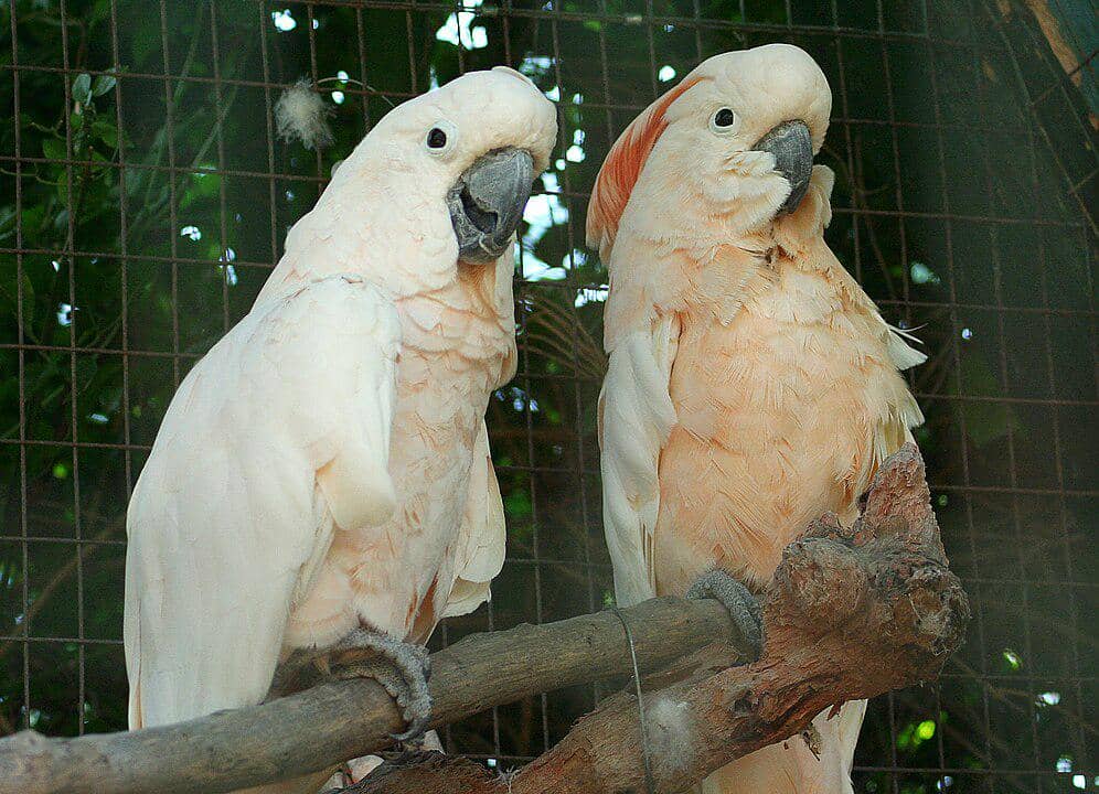 ilustrasi kakatua maluku jantan dan betina