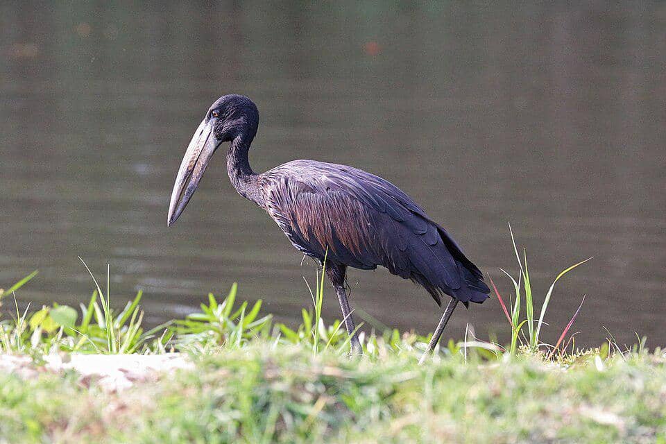 Anastomus lamelligerus