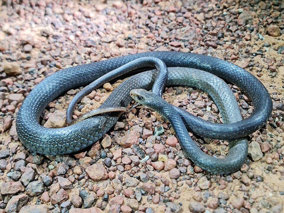 Ketika masa reproduksi, beberapa ular cambuk pasir betina akan bertelur di satu tempat yang sama.