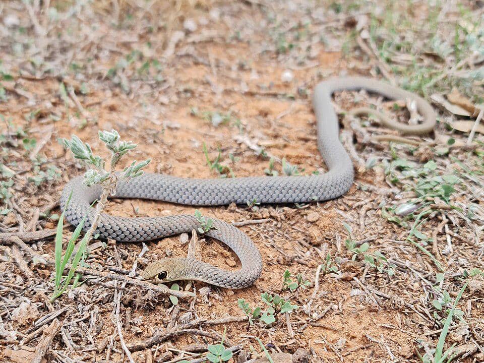 ular cambuk pasir hidup di wilayah kering