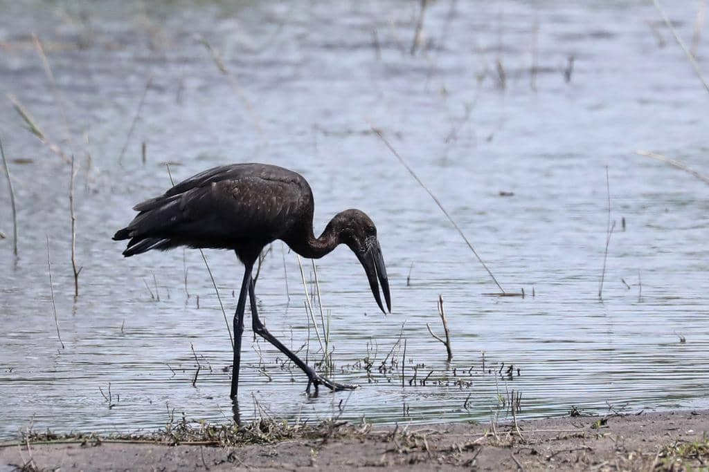 Anastomus lamelligerus ssp. lamelligerus