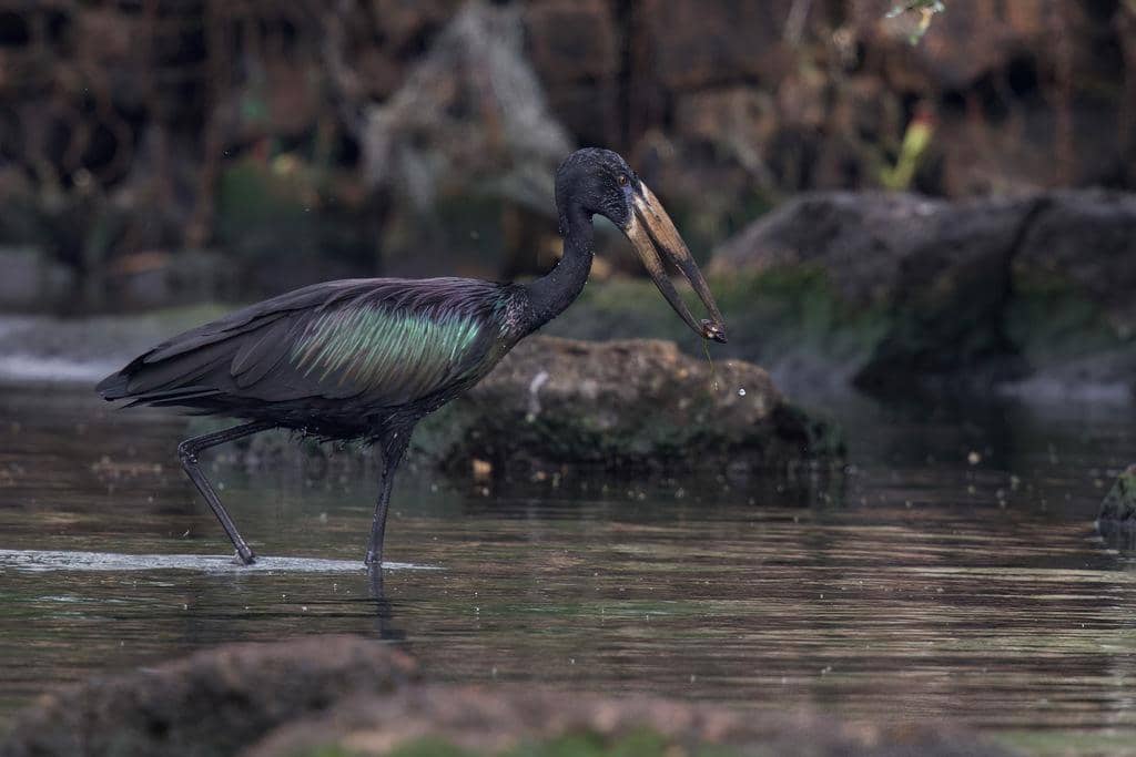 Anastomus lamelligerus