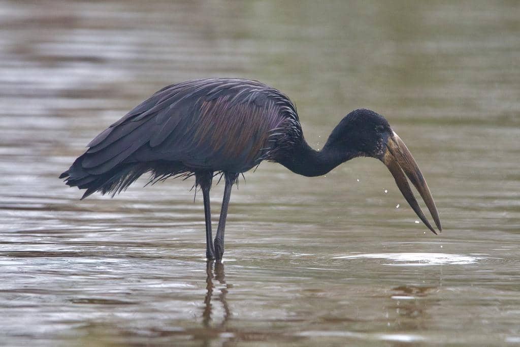 Anastomus lamelligerus