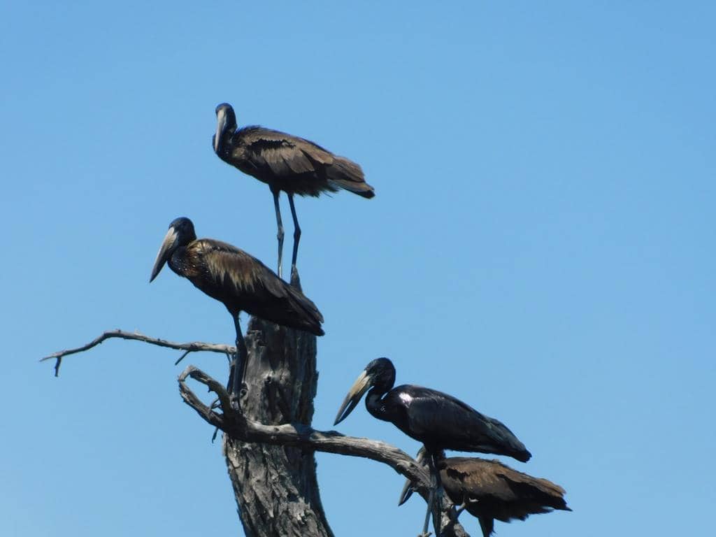 Anastomus lamelligerus ssp. lamelligerus