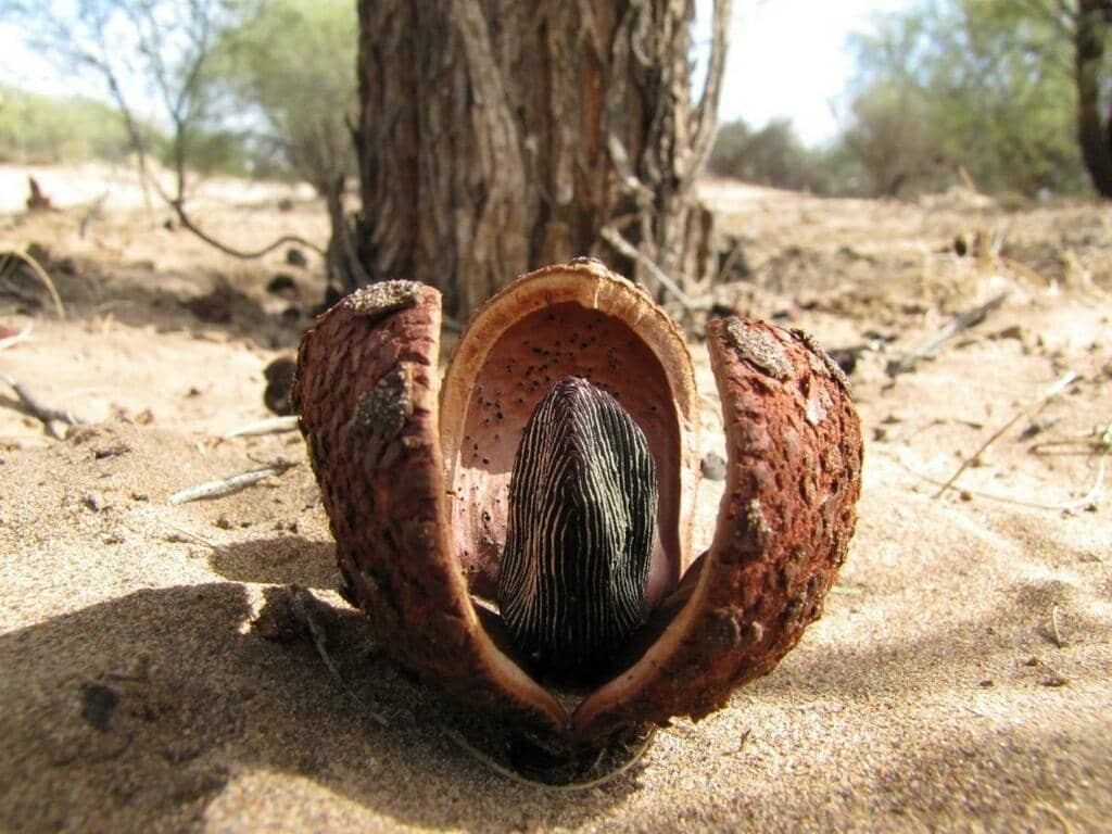 Prosopanche americana