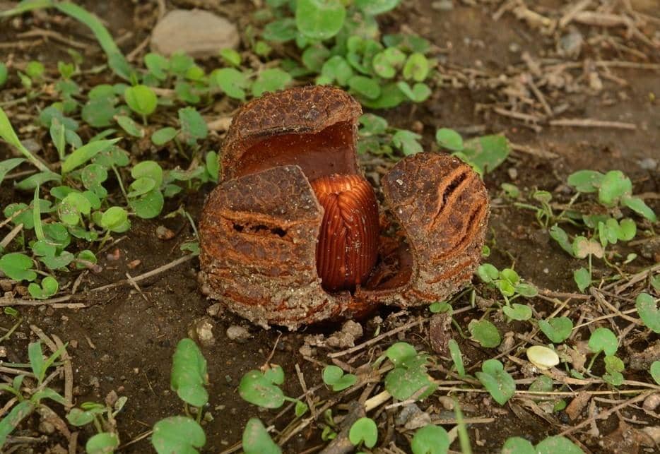 Prosopanche americana