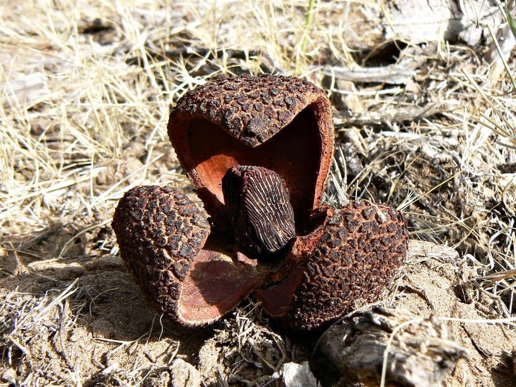 Prosopanche americana