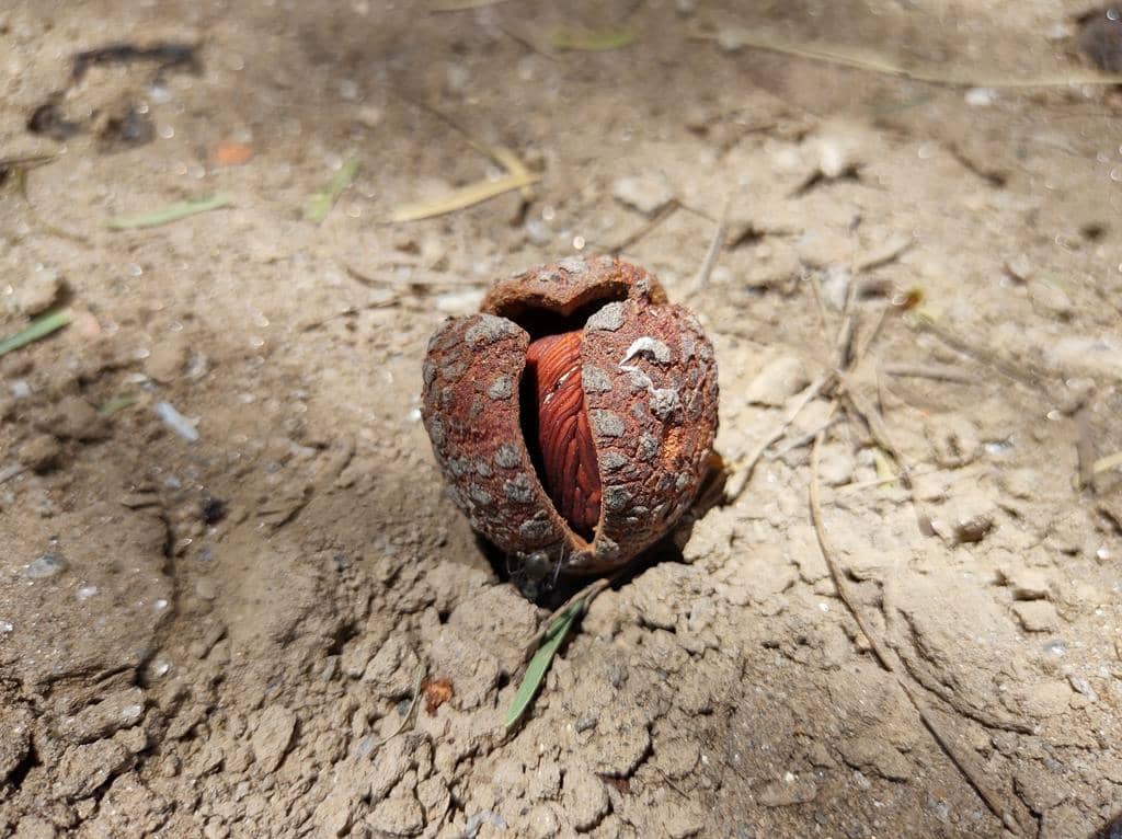 Prosopanche americana