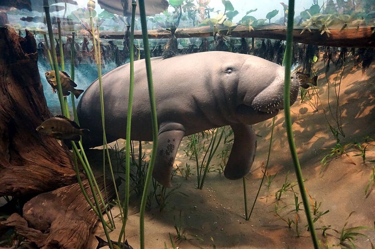 manatee