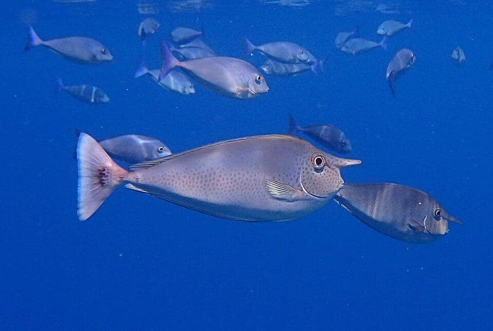 potret kawanan paletail unicornfish
