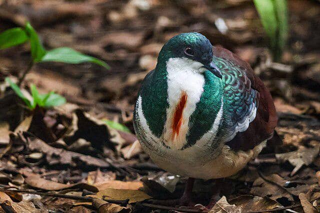 potret burung negros bleeding-heart