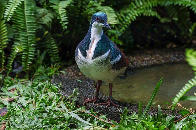 potret burung negros bleeding-heart