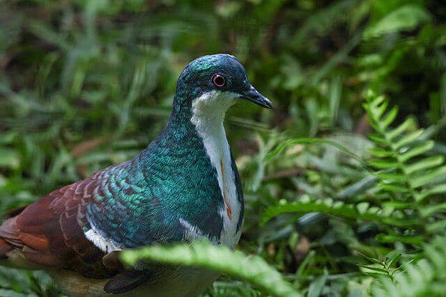 potret burung negros bleeding-heart 