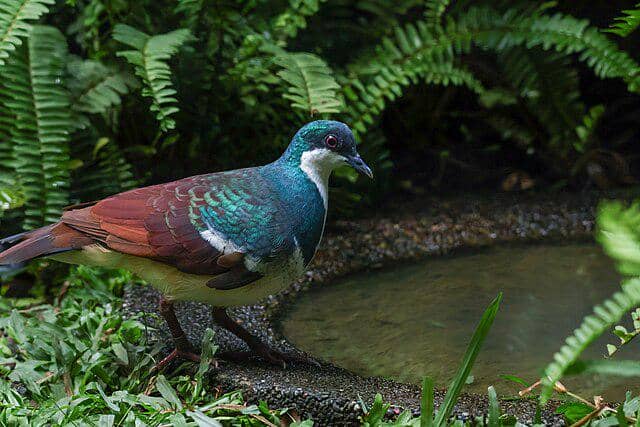 potret burung negros bleeding-heart