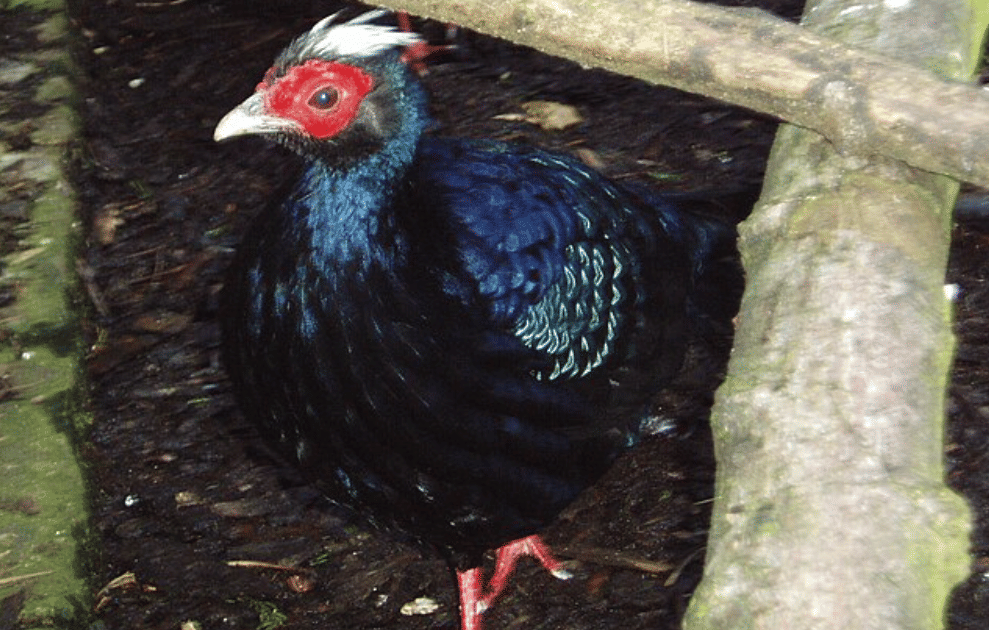 potret burung edwards's pheasant