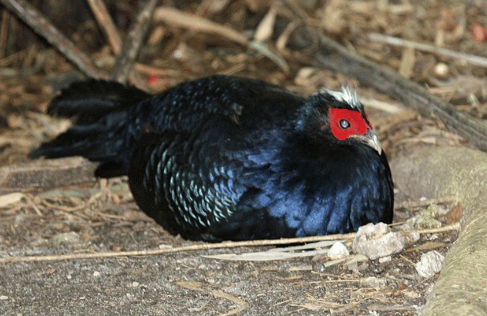 potret burung edwards's pheasant 