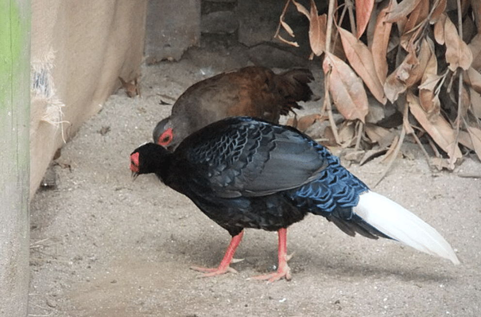 potret burung edwards's pheasant 