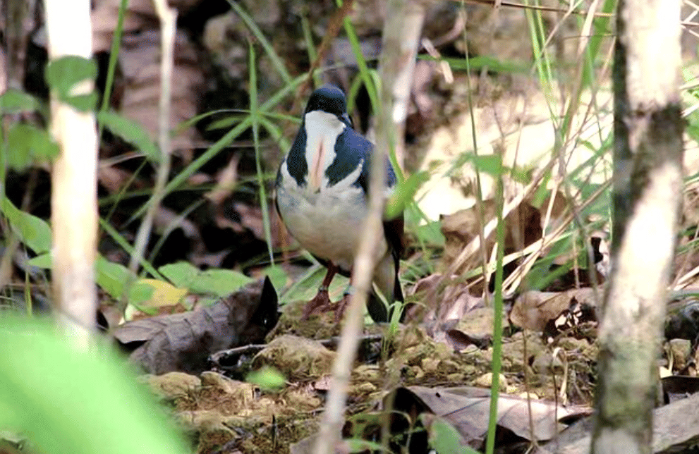 potret burung negros bleeding-heart