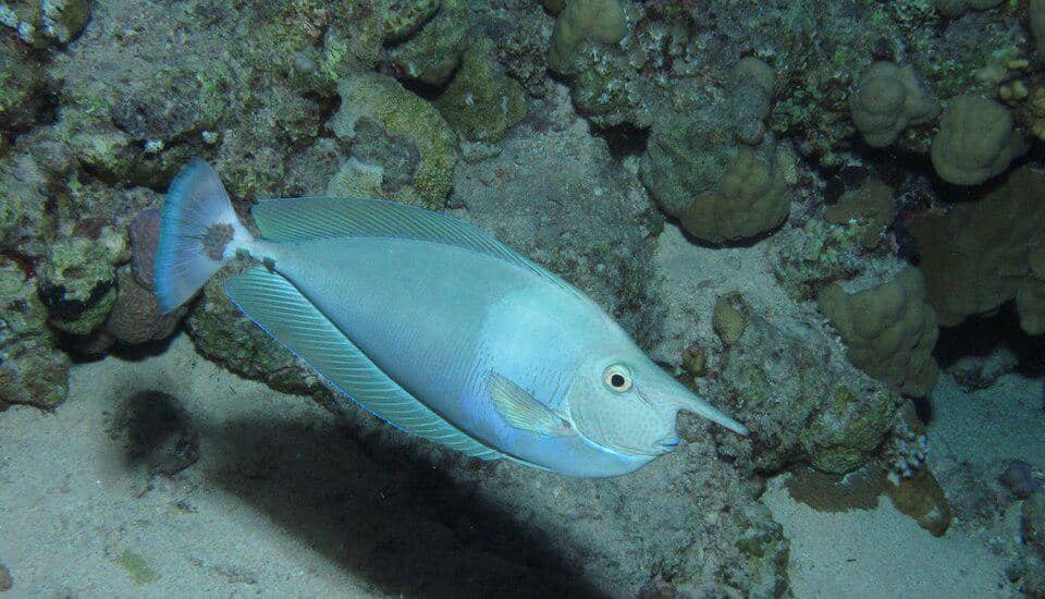 seekor paletail unicornfish di dekat karang laut