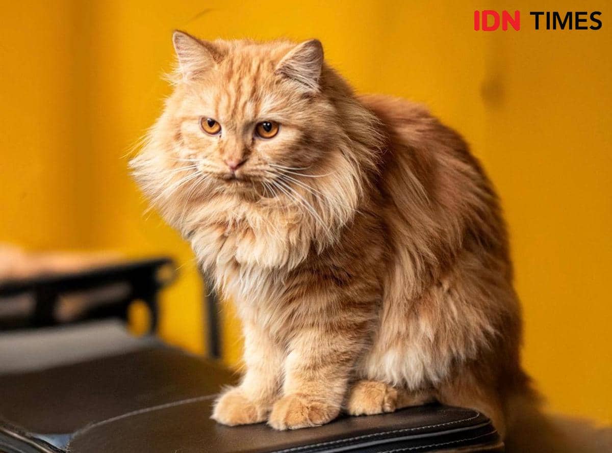 ilustrasi kucing oren galak