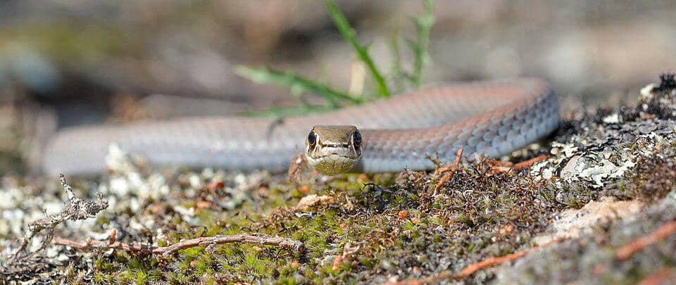 Ular cambuk pasir menghadapi ancaman dari kedatangan spesies asing bernama kodok tebu.