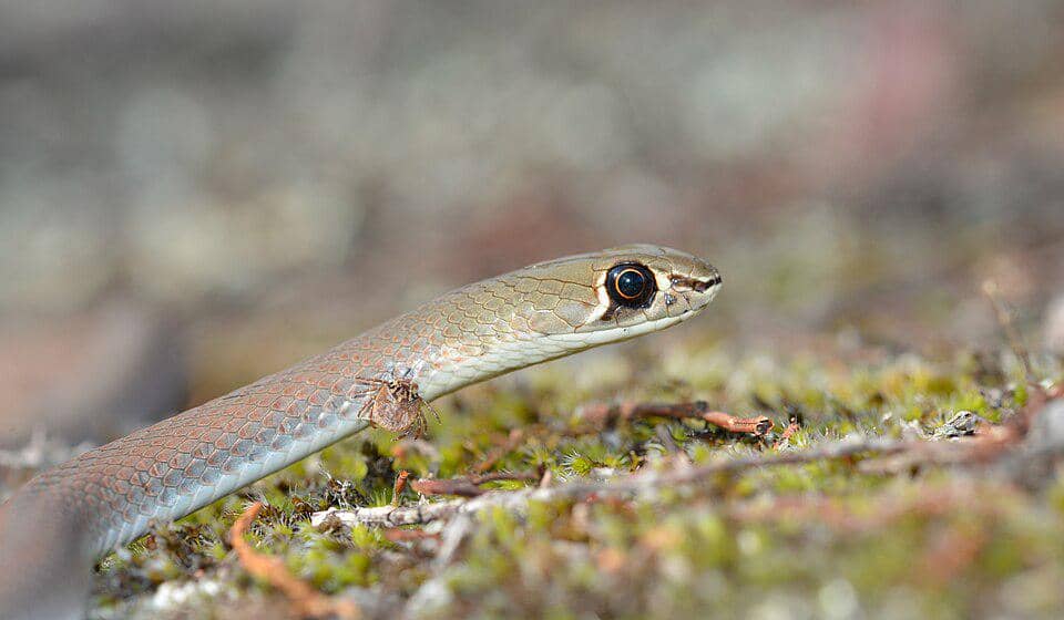 potret ular cambuk pasir yang punya mata besar