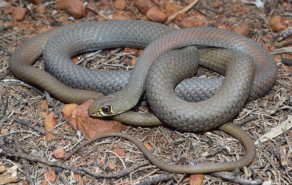 Ular cambuk pasir termasuk spesies ular yang sangat aktif bergerak, bukan menunggu.