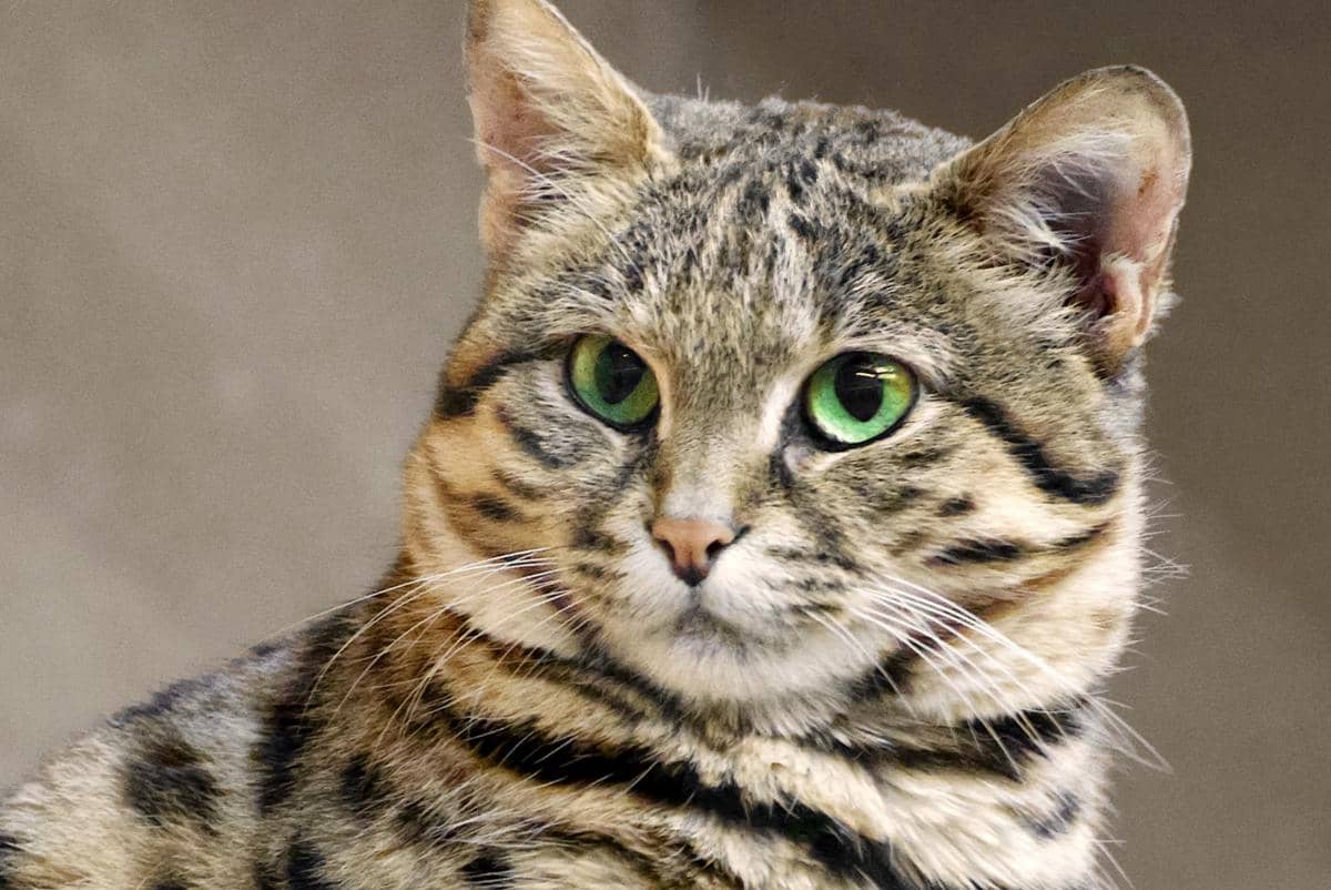 tampak dekat kucing berkaki hitam