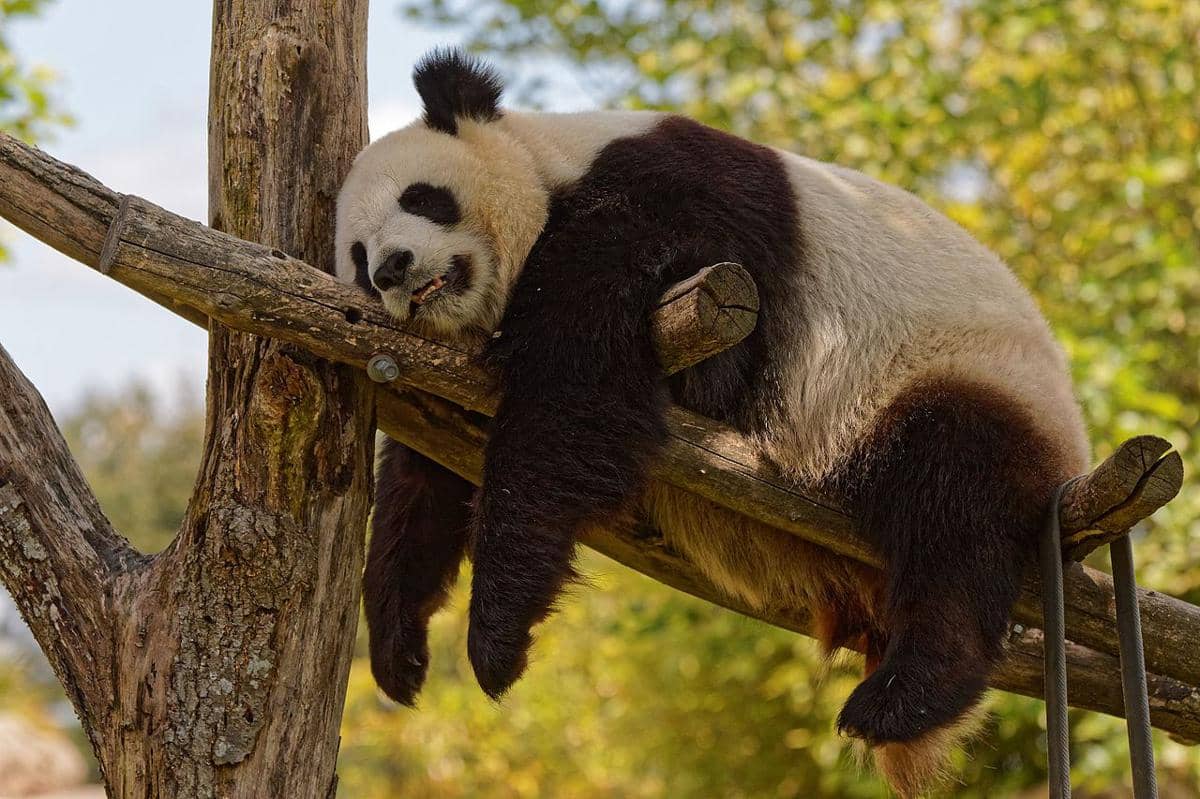 panda
