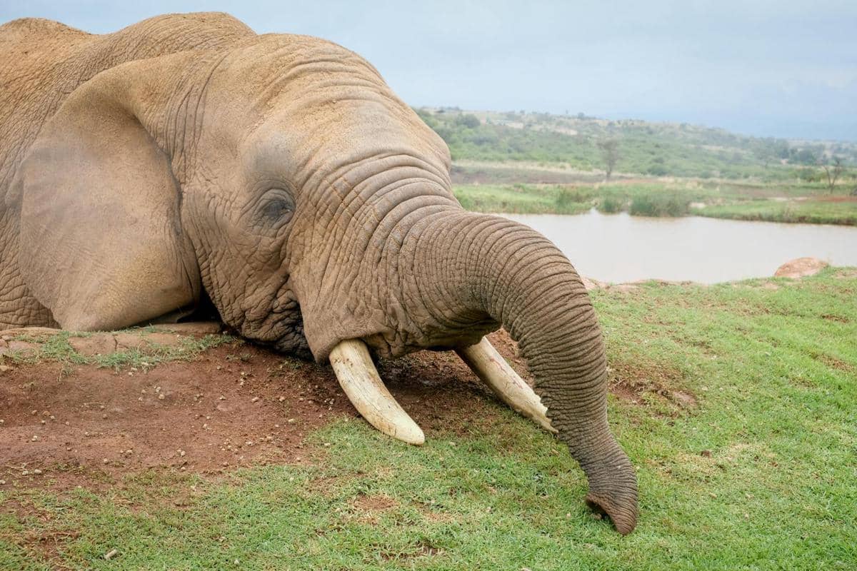 Gajah