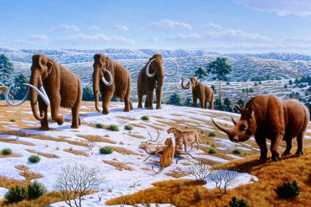 Ilustrasi Pleistosen akhir di Spanyol utara dengan mammoth berbulu (Mammuthus primigenius), badak berbulu (Coelodonta antiquitatis), dan singa gua Eropa (Panthera leo spelaea) dengan bangkai rusa kutub yang sekarang Mammoth punah akibat perubahan iklim dan dampak manusia.