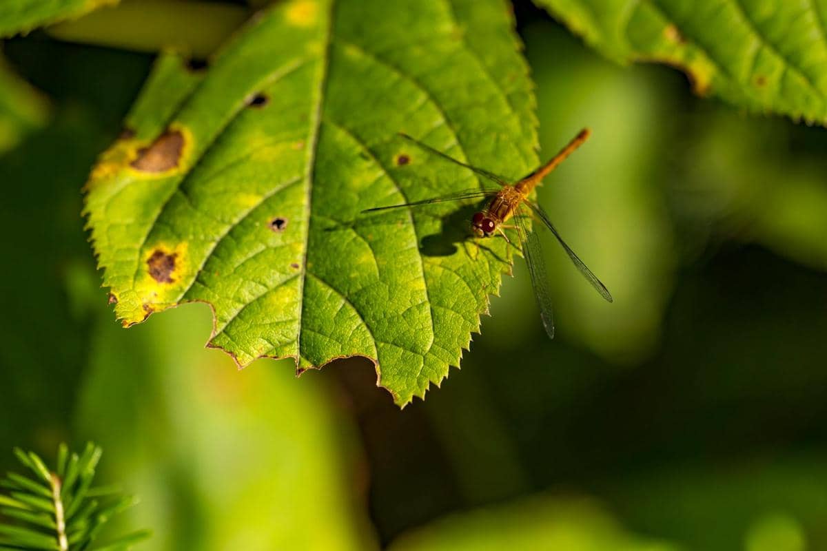 ilustrasi tanaman diserang hama