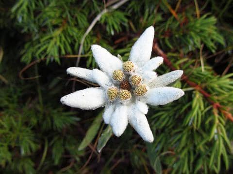 bunga edelweiss