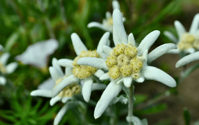 bunga edelweiss