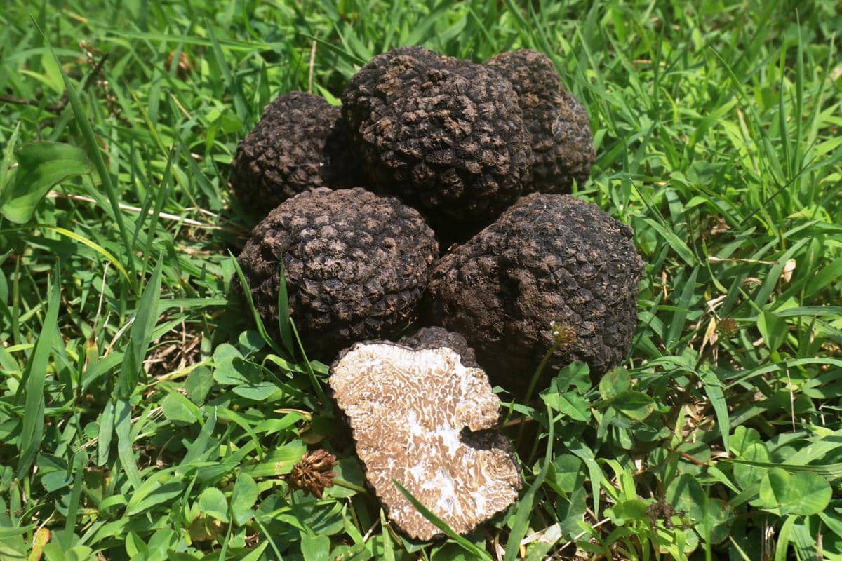 ilustrasi truffle, jamur bernilai tinggi yang membuat Motovun dikenal sebagai rumah truffle di Kroasia