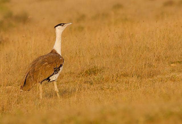 potret burung great indian bustard